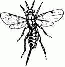 Жизнь насекомых. Рассказы энтомолога - _257.jpg