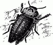 Жизнь насекомых. Рассказы энтомолога - _501.jpg