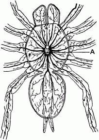 Жизнь насекомых. Рассказы энтомолога - _162.jpg