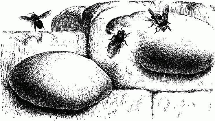 Жизнь насекомых. Рассказы энтомолога - _192.jpg