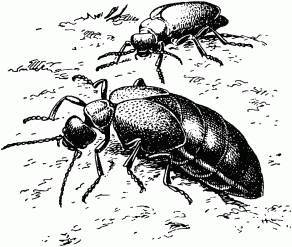 Жизнь насекомых. Рассказы энтомолога - _274.jpg