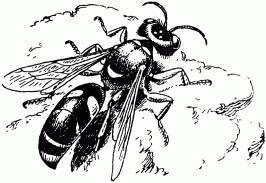 Жизнь насекомых. Рассказы энтомолога - _186.jpg