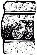 Жизнь насекомых. Рассказы энтомолога - _194.jpg