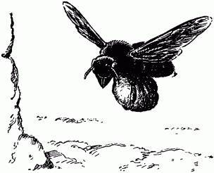 Жизнь насекомых. Рассказы энтомолога - _195.jpg