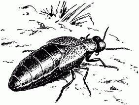 Жизнь насекомых. Рассказы энтомолога - _275.jpg