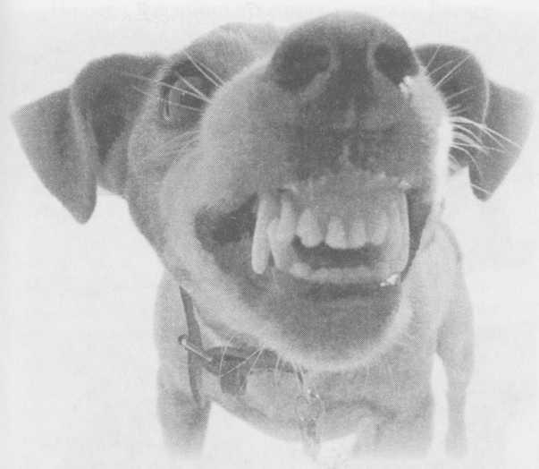 "Небесный огонь" и другие рассказы - i_101.jpg