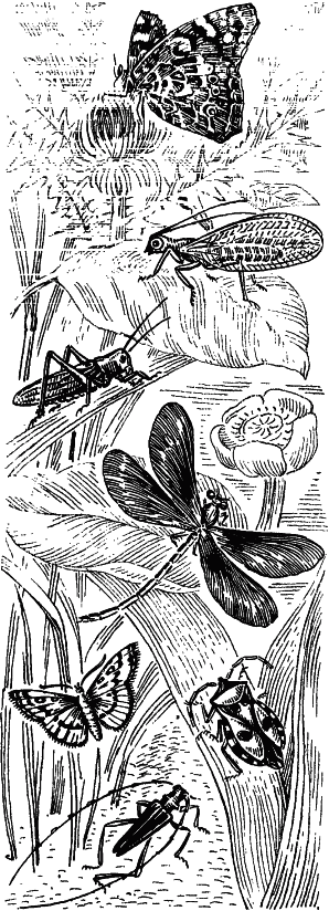 Путешествие в удивительный мир - _046.png