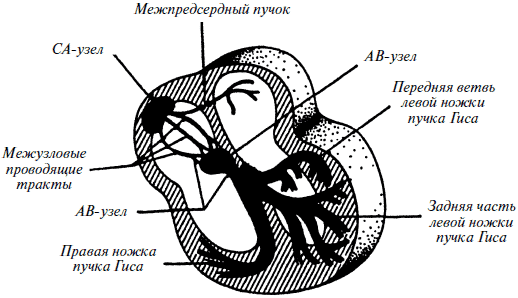 Полный медицинский справочник фельдшера - i_013.png