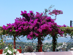 Сама невинность - _120614773.jpg