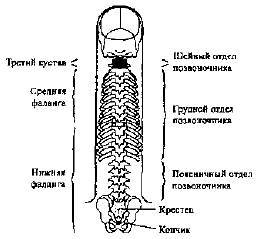 Пальцетерапия - _09.jpg