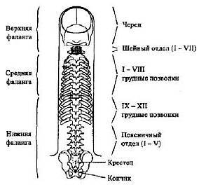 Пальцетерапия - _70.jpg