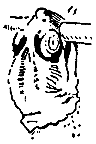 Рольф в лесах - pic031.png