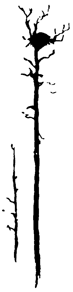 Рольф в лесах - pic042.png