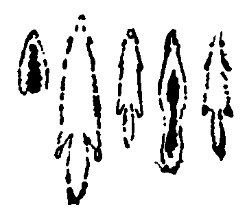 Рольф в лесах - pic064.png