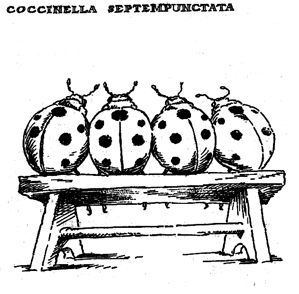 Зверинец у крыльца - img_13.png