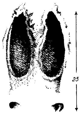 Формозов А.Н. Шесть дней в лесах - _31.jpg