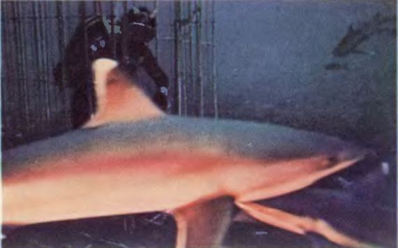 Чтобы не было в море тайн - p0057sel.jpg