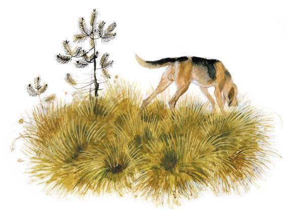 Арктур – гончий пес (сборник) - _24.jpg