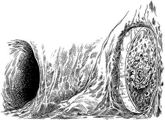 Древний странник - i_069.jpg