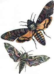 Мой мир - _2_19.jpg