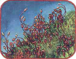 Мой мир - _2_34.jpg