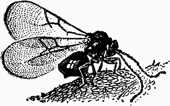 Тайны мира насекомых - i_032.png