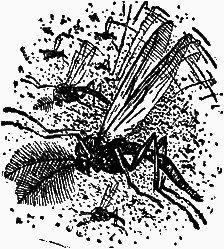 Тайны мира насекомых - i_043.png
