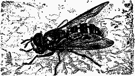 Тайны мира насекомых - i_075.png