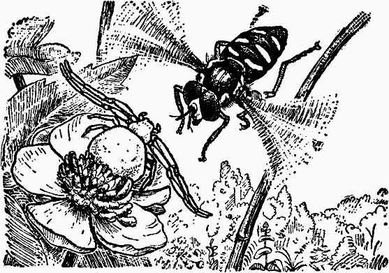 Тайны мира насекомых - i_080.png