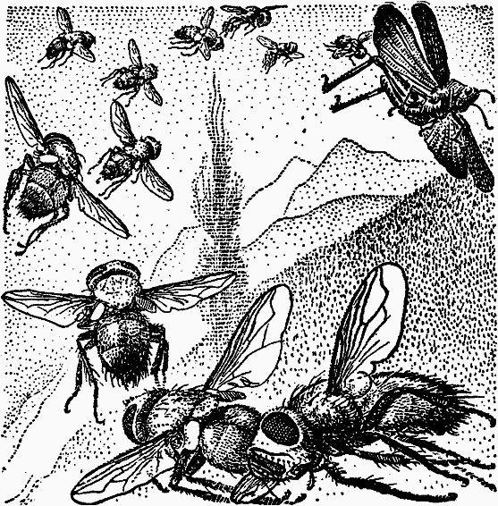 Тайны мира насекомых - i_133.png
