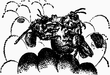 Тайны мира насекомых - i_151.png