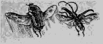 В стране насекомых. Записки и зарисовки энтомолога и художника - i_15.jpg