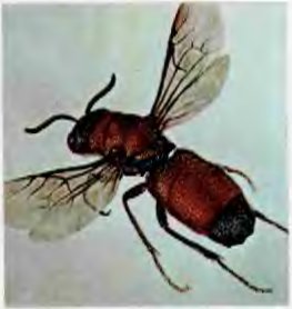 В стране насекомых. Записки и зарисовки энтомолога и художника - i_20.jpg