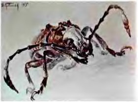 В стране насекомых. Записки и зарисовки энтомолога и художника - i_28.jpg