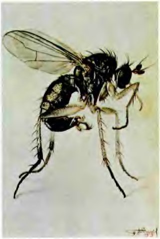 В стране насекомых. Записки и зарисовки энтомолога и художника - i_36.jpg