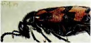 В стране насекомых. Записки и зарисовки энтомолога и художника - i_39.jpg