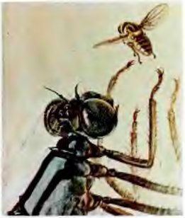 В стране насекомых. Записки и зарисовки энтомолога и художника - i_43.jpg