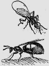 В стране насекомых. Записки и зарисовки энтомолога и художника - i_83.jpg
