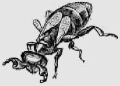 В стране насекомых. Записки и зарисовки энтомолога и художника - i_86.jpg