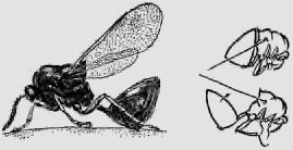 В стране насекомых. Записки и зарисовки энтомолога и художника - i_89.jpg