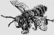 В стране насекомых. Записки и зарисовки энтомолога и художника - i_92.jpg