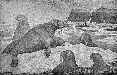 Остров Врангеля - i_007.jpg