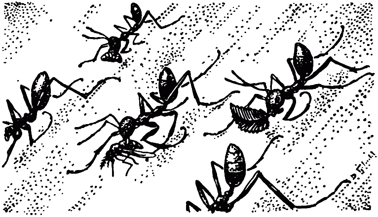 Чем питаются насекомые - i_023.png