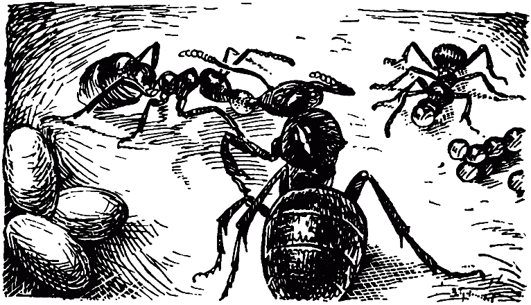 Чем питаются насекомые - i_027.png