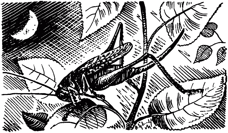 Чем питаются насекомые - i_033.png