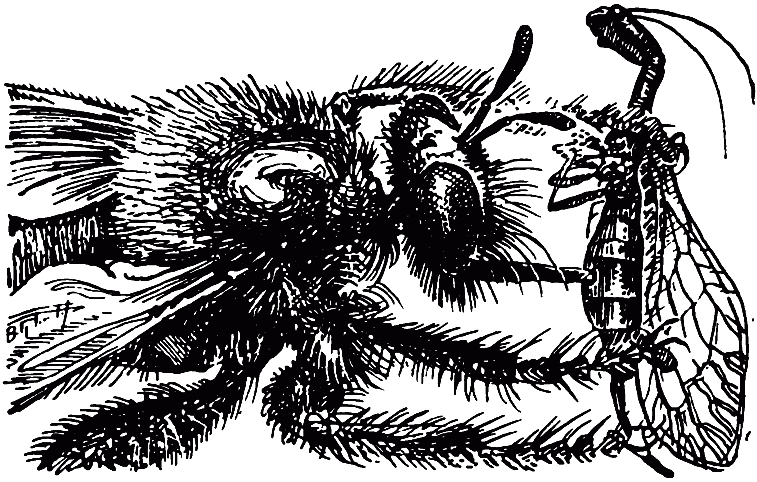 Чем питаются насекомые - i_034.png