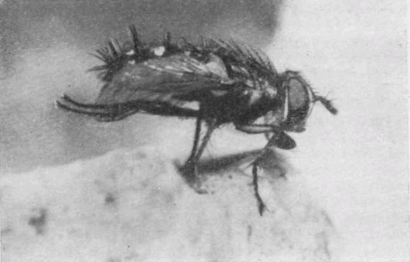 Насекомые защищаются - _085.jpg