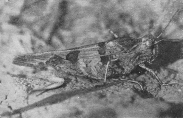 Насекомые защищаются - _113.jpg