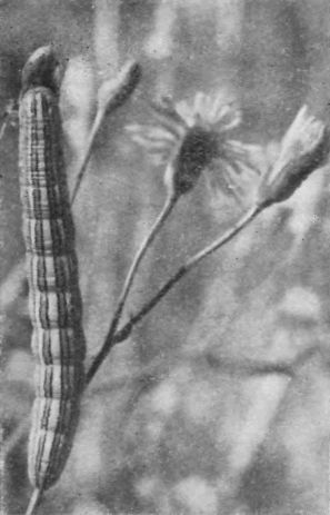 Насекомые защищаются - _117a.jpg