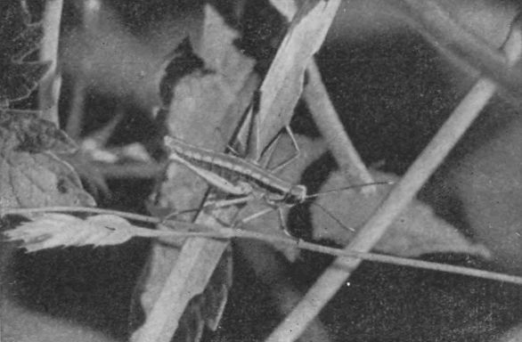 Насекомые защищаются - _119b.jpg